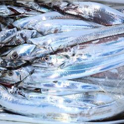 松本釣船２ 釣果