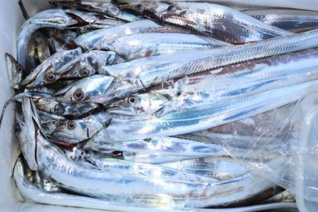 松本釣船２ 釣果