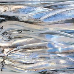 松本釣船２ 釣果