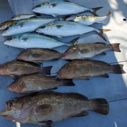 ブルーピア 釣果