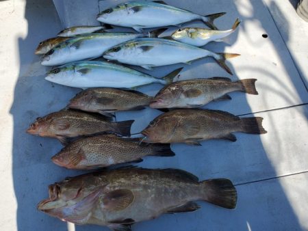 ブルーピア 釣果