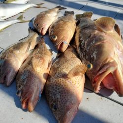 ブルーピア 釣果