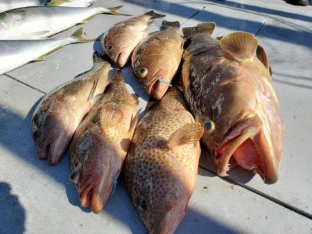 ブルーピア 釣果