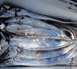 遊漁船 幸友丸 釣果