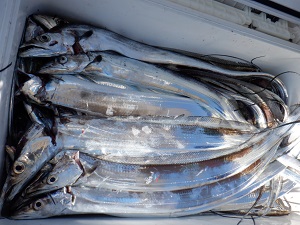 遊漁船 幸友丸 釣果