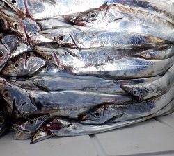 遊漁船 幸友丸 釣果