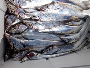 遊漁船 幸友丸 釣果