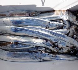 遊漁船 幸友丸 釣果