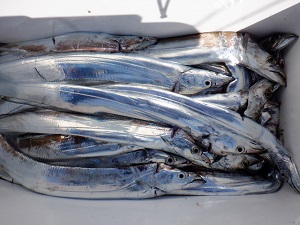 遊漁船 幸友丸 釣果