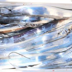 松本釣船２ 釣果