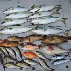 ブルーピア 釣果