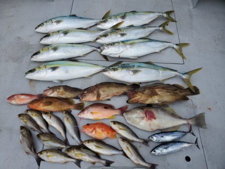 ブルーピア 釣果