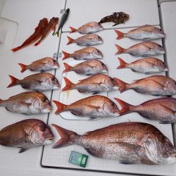 フィッシングボートACE(エース) 釣果