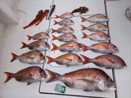 フィッシングボートACE（エース） 釣果