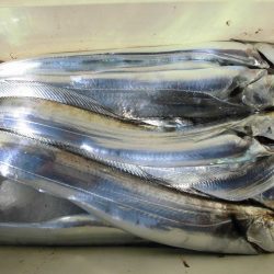 十八宝洋丸 釣果