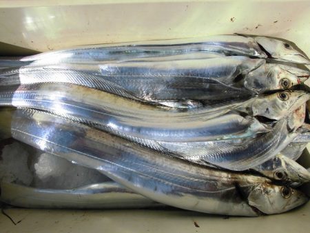 十八宝洋丸 釣果