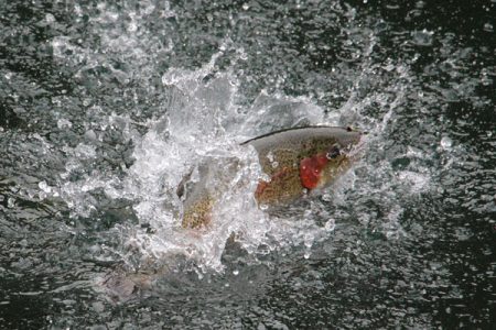 小菅トラウトガーデン 釣果