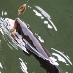 小菅トラウトガーデン 釣果