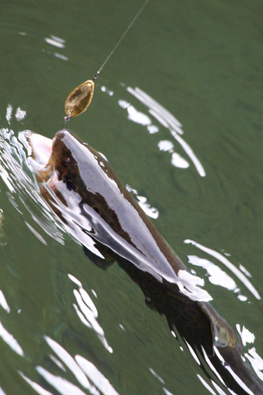 小菅トラウトガーデン 釣果