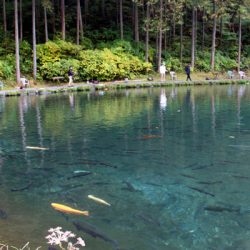 小菅トラウトガーデン 釣果