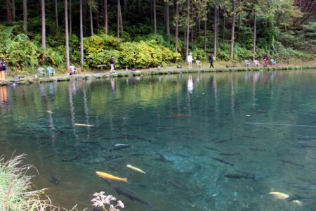 小菅トラウトガーデン 釣果