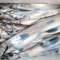 松本釣船２ 釣果