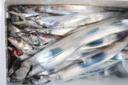 松本釣船２ 釣果