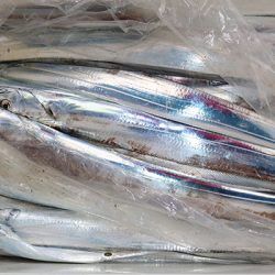 松本釣船２ 釣果