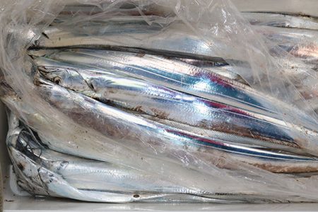 松本釣船２ 釣果