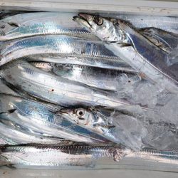 松本釣船２ 釣果