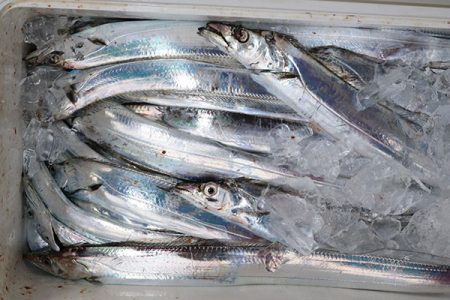 松本釣船２ 釣果