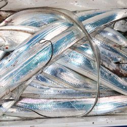 松本釣船２ 釣果