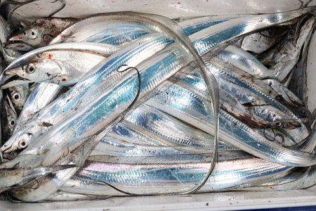 松本釣船２ 釣果