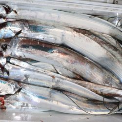 松本釣船２ 釣果