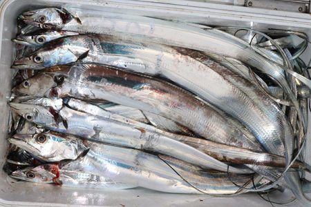 松本釣船２ 釣果