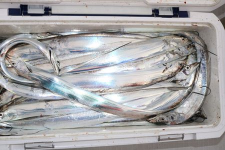 松本釣船２ 釣果