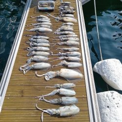 フィッシングボートACE（エース） 釣果