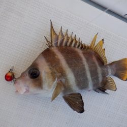 遊漁船 幸友丸 釣果