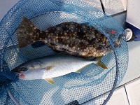 遊漁船 幸友丸 釣果