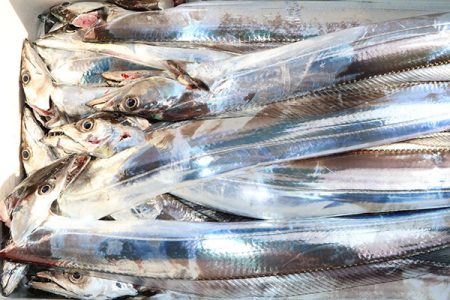 松本釣船２ 釣果