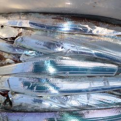 松本釣船２ 釣果