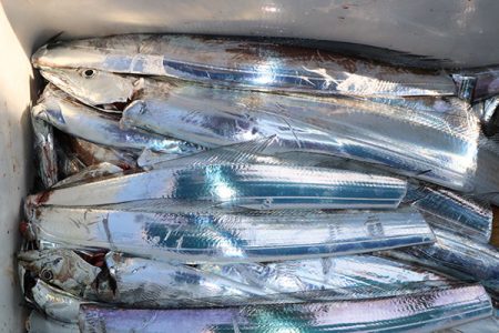 松本釣船２ 釣果