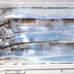 松本釣船２ 釣果