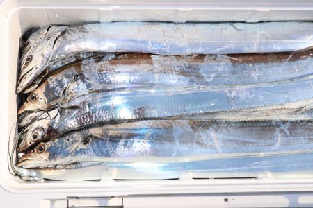 松本釣船２ 釣果