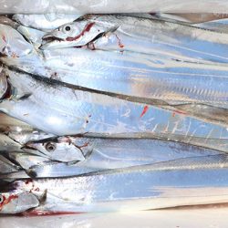 松本釣船２ 釣果