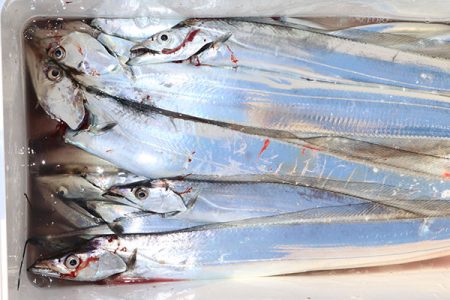 松本釣船２ 釣果