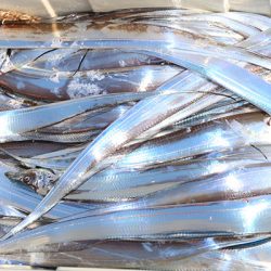 松本釣船２ 釣果