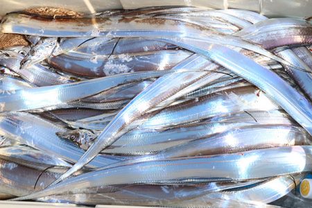 松本釣船２ 釣果