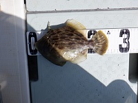 遊漁船 幸友丸 釣果