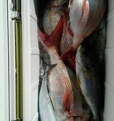 長栄丸(静岡) 釣果